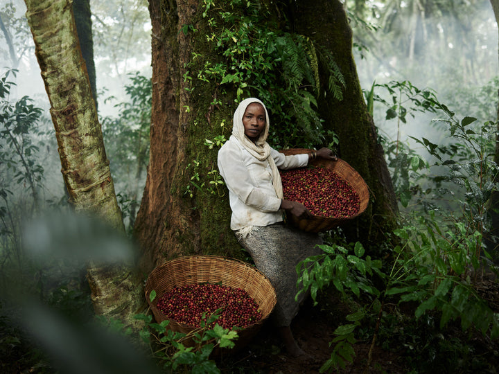 Ethiopia #49 - Weynetu, a forest coffee harvester