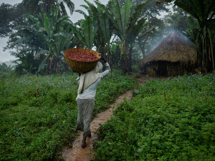 Ethiopia #50 - Freshly harvested forest coffee cherries